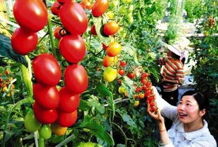 周末沒處去？這些初級農產品體驗地讓你愛上田園時光