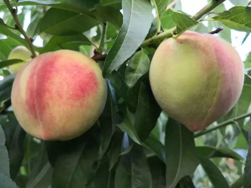 靖邊七月會熱鬧啟幕，農產品盛會蓄勢待發