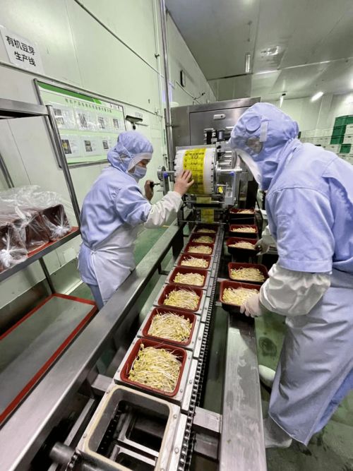 立春咬春正當(dāng)時(shí) 一張薄餅卷起京城大地的鮮甜